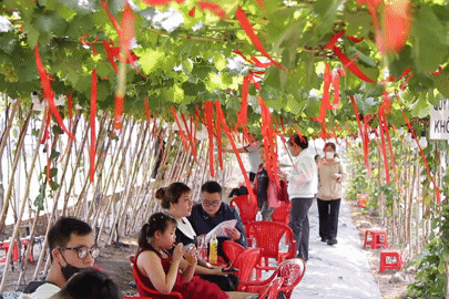 Quán dưới vườn nho trĩu quả ở TPHCM gây sốt, khách vượt đường xa đến check-in
