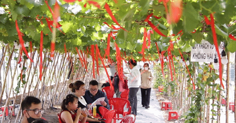 Quán dưới vườn nho trĩu quả ở TPHCM gây sốt, khách vượt đường xa đến check-in