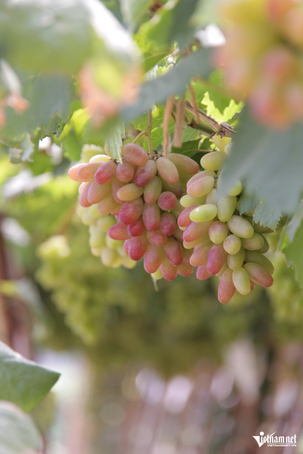 https://static-images.vnncdn.net/vps_images_publish/000001/000003/2025/11/17/w-vuon-nho-51jpg-1046.jpg