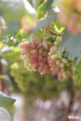 https://static-images.vnncdn.net/vps_images_publish/000001/000003/2025/11/17/w-vuon-nho-51jpg-1046.jpg