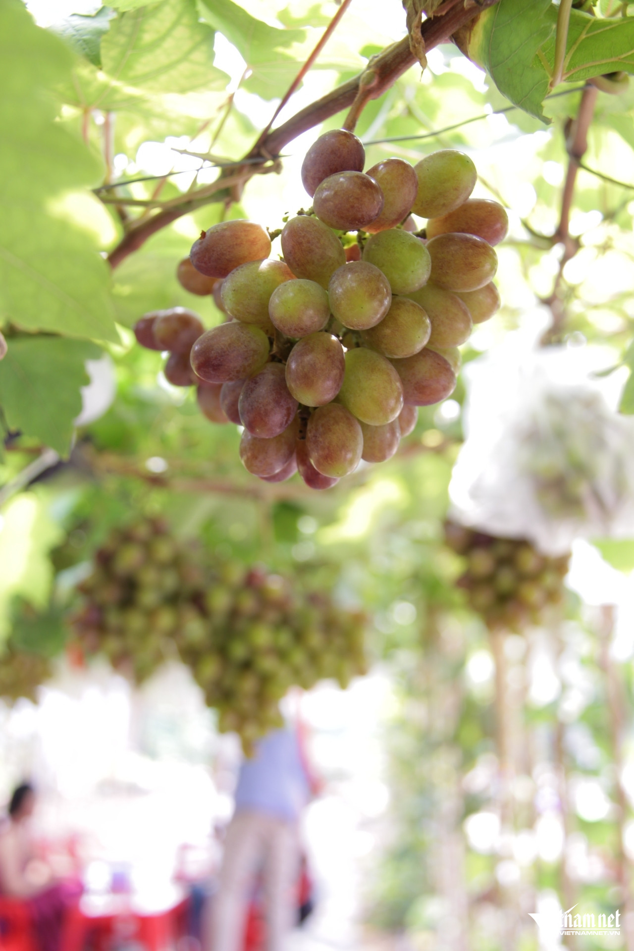 https://static-images.vnncdn.net/vps_images_publish/000001/000003/2025/11/17/w-vuon-nho-53jpg-1048.jpg