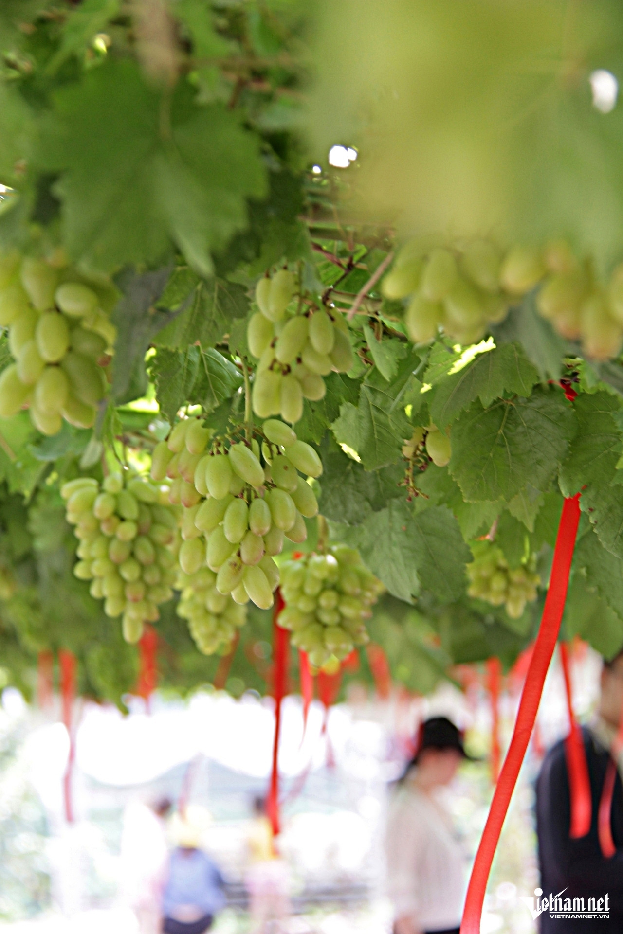https://static-images.vnncdn.net/vps_images_publish/000001/000003/2025/11/17/w-vuon-nho-5jpg-1047.jpg
