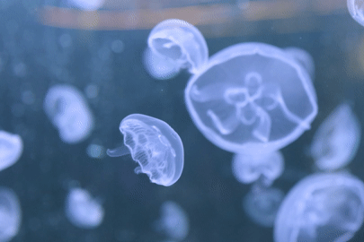 Du khách mê mẩn với quán cà phê có thủy cung hơn 1.000 con sứa ở TPHCM