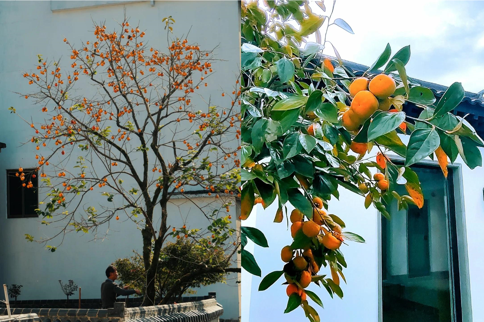 5 loại cây trồng sân vườn vừa đẹp, vừa giúp không gian sống thêm vượng khí