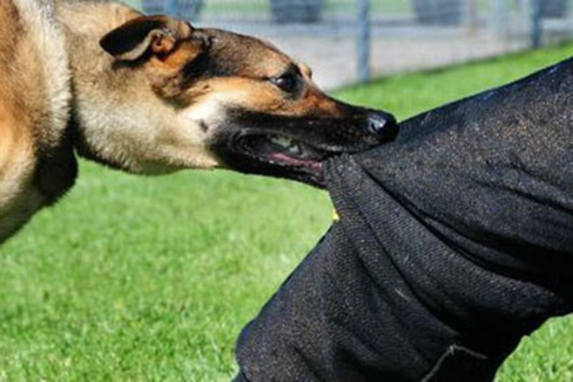 Khẩn tìm 3 người bị chó dại cắn ở Đồng Nai