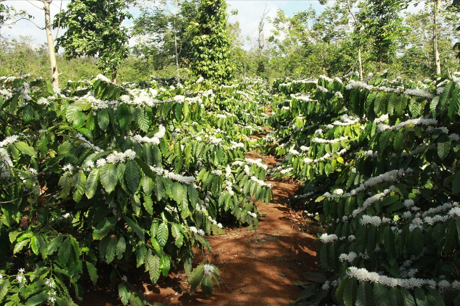 Người đàn ông tử vong bí ẩn trong vườn cà phê, trên ngực xăm số 1888