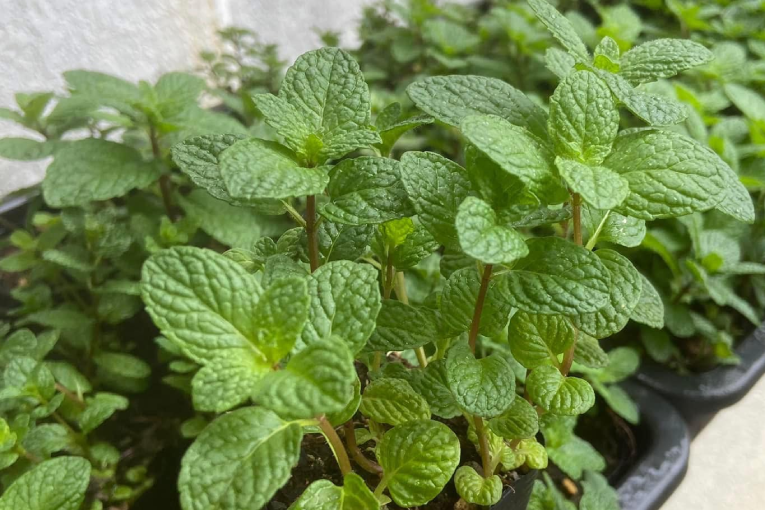 5 loại rau gia vị được ví dược liệu trong nhà vào mùa thu