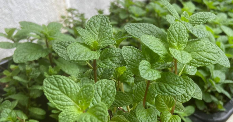 5 loại rau gia vị được ví dược liệu trong nhà vào mùa thu