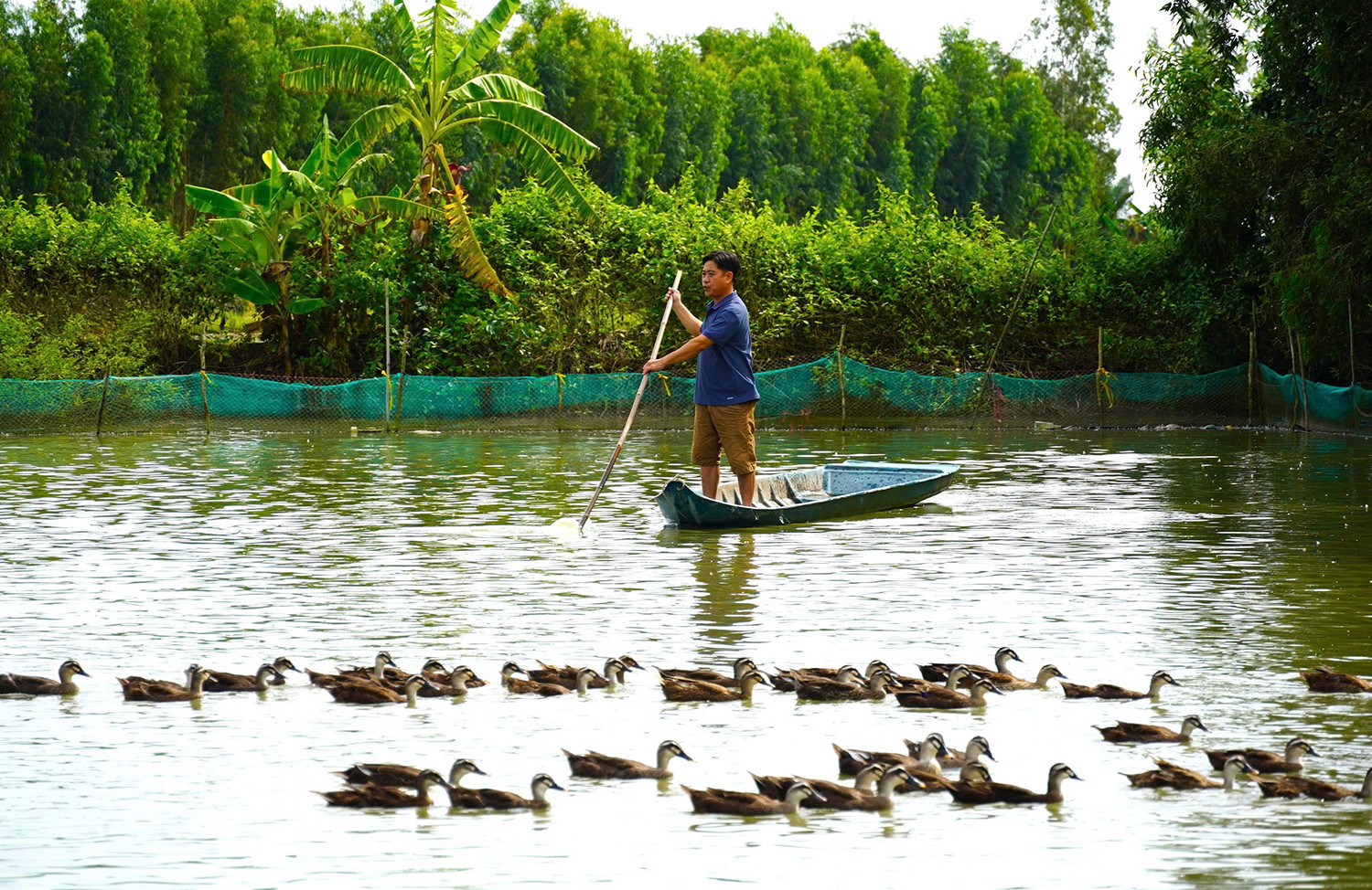 nuôi vịt trời.jpg