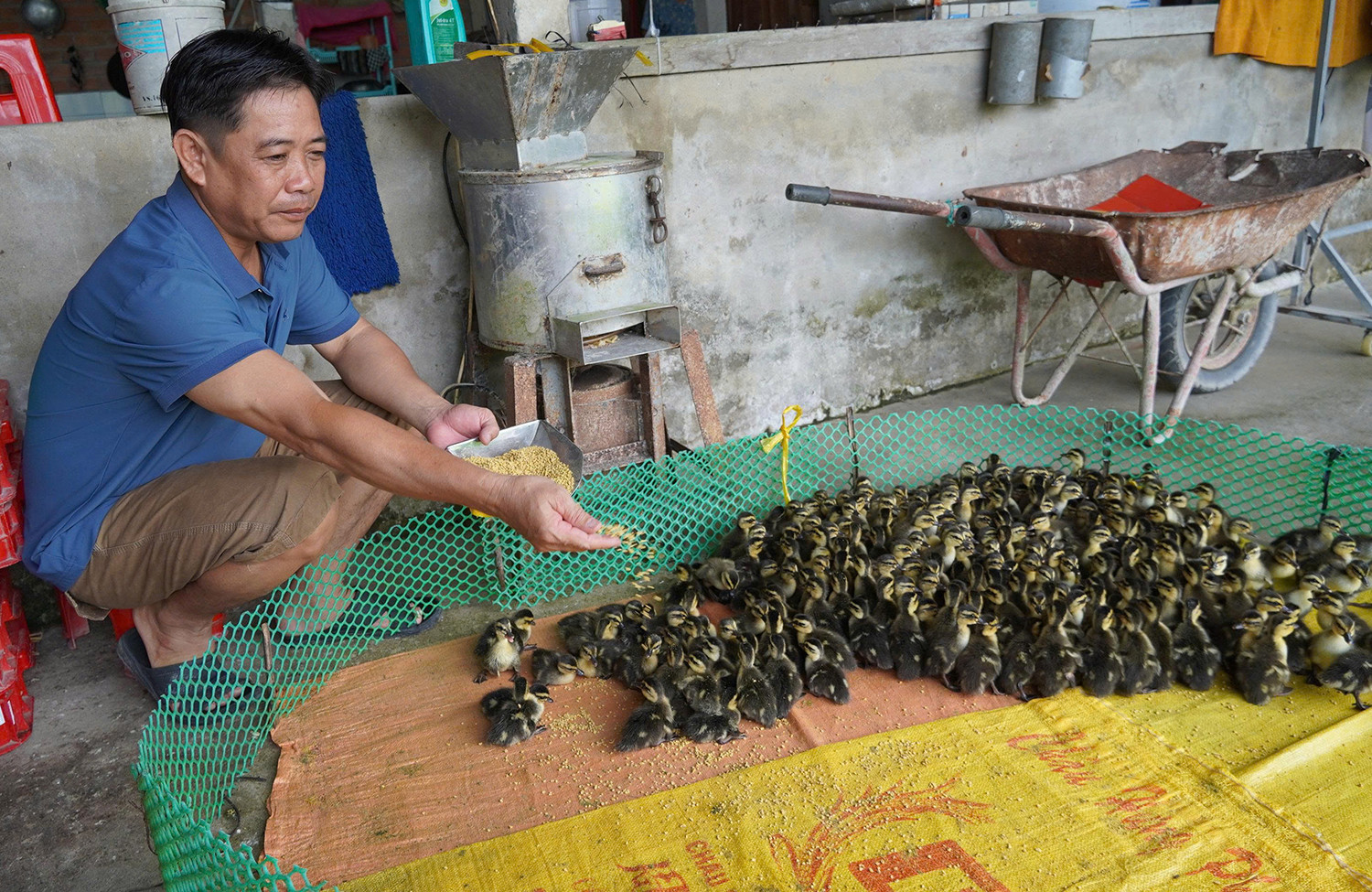 nuôi vịt trời 2.jpg