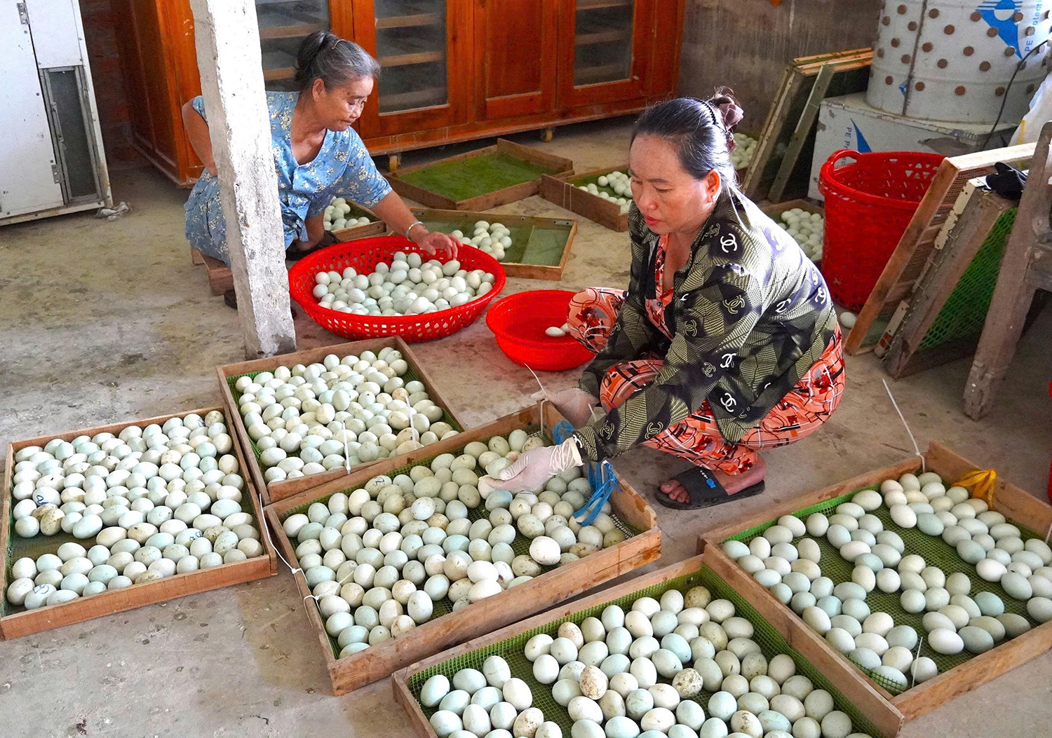 nuôi vịt trời 3.jpg