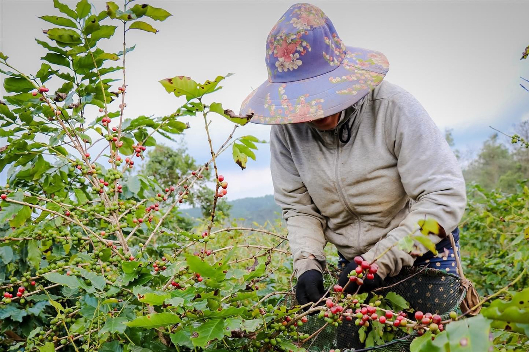 Việt Nam đang đứng trên ‘mỏ vàng’ nông sản, nhưng có quá nhiều điểm nghẽn