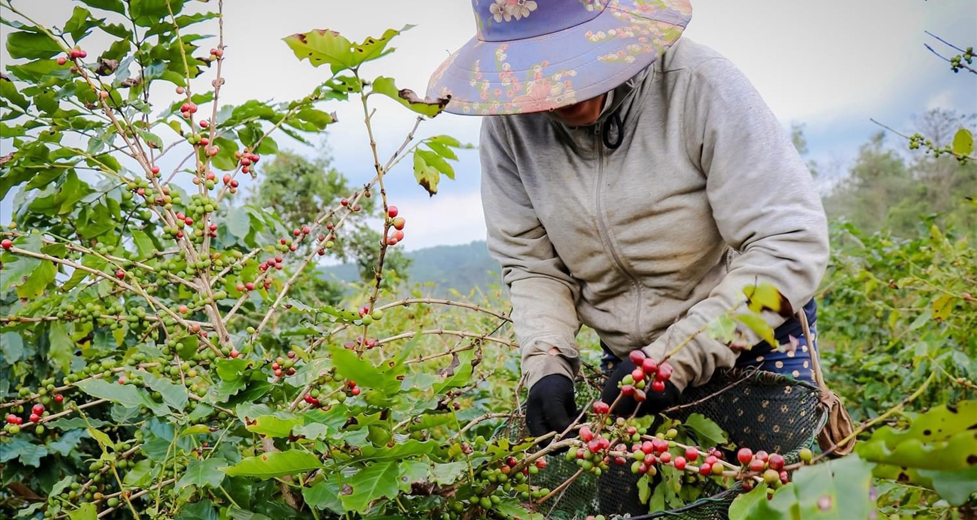 Việt Nam đang đứng trên ‘mỏ vàng’ nông sản, nhưng có quá nhiều điểm nghẽn