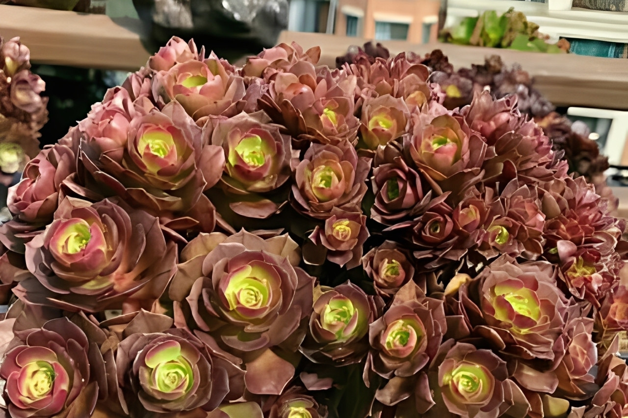 Ý nghĩa phong thuỷ và 5 bí quyết trồng, chăm sóc sen đá nâu trong nhà