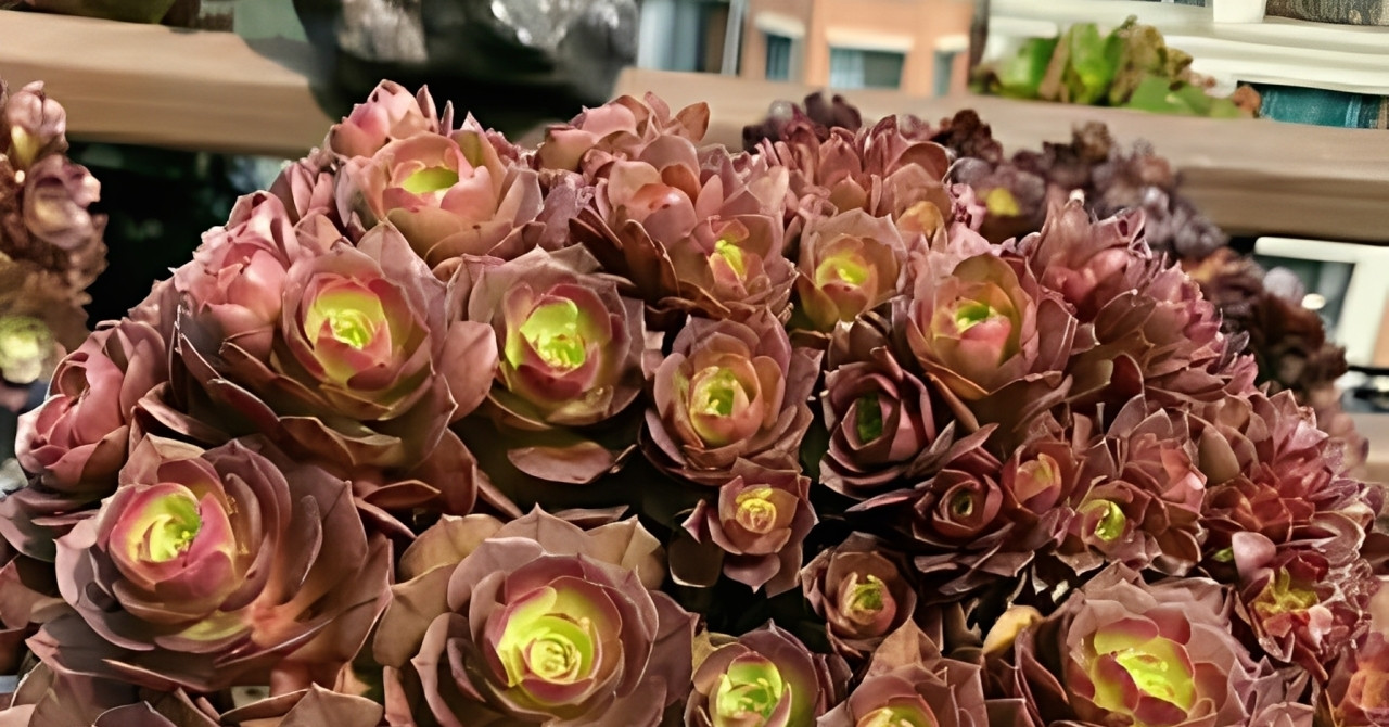 Ý nghĩa phong thuỷ và 5 bí quyết trồng, chăm sóc sen đá nâu trong nhà