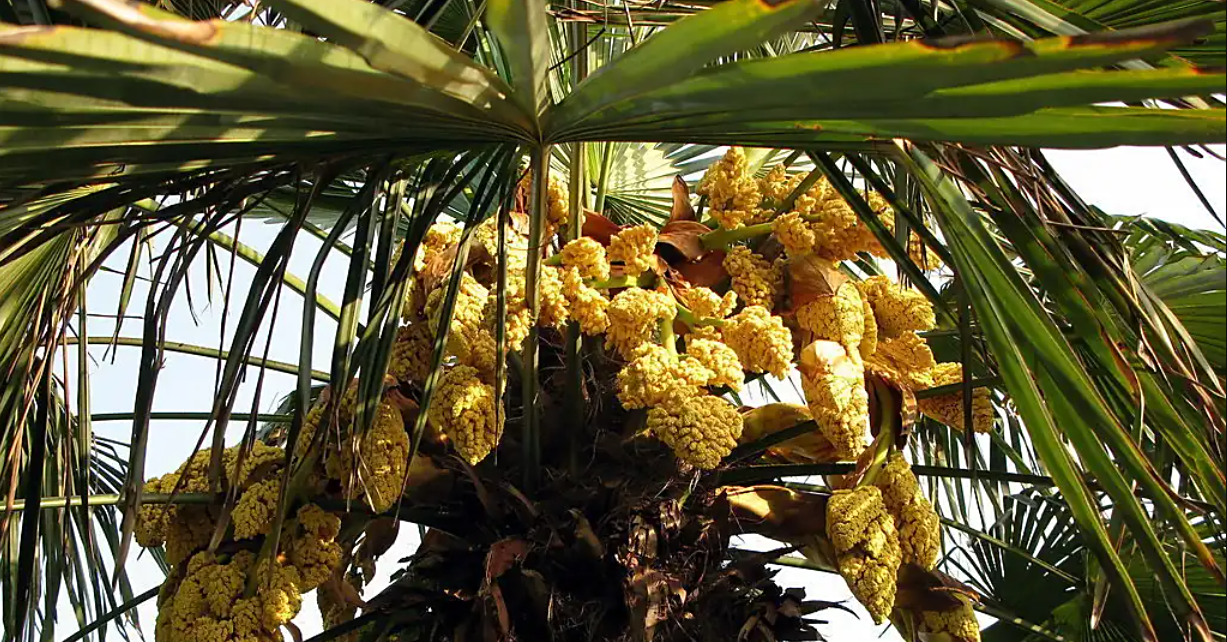 Ý nghĩa phong thuỷ và cách trồng, chăm sóc cây cọ cảnh trong sân