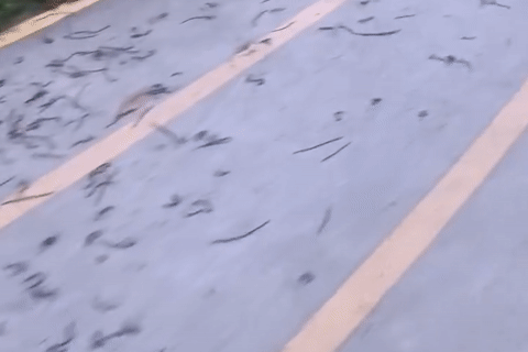 Cảnh tượng hàng nghìn con giun đất bủa vây sân vận động khiến người dân kinh ngạc