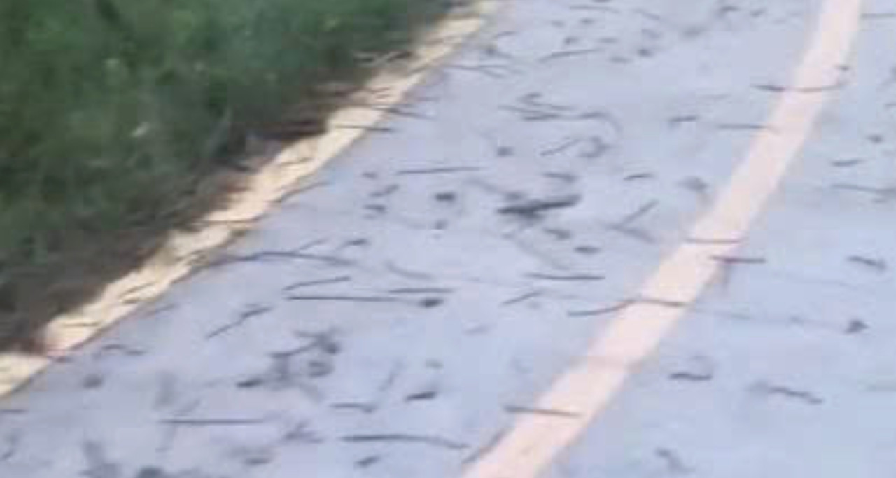 Cảnh tượng hàng nghìn con giun đất bủa vây sân vận động khiến người dân kinh ngạc