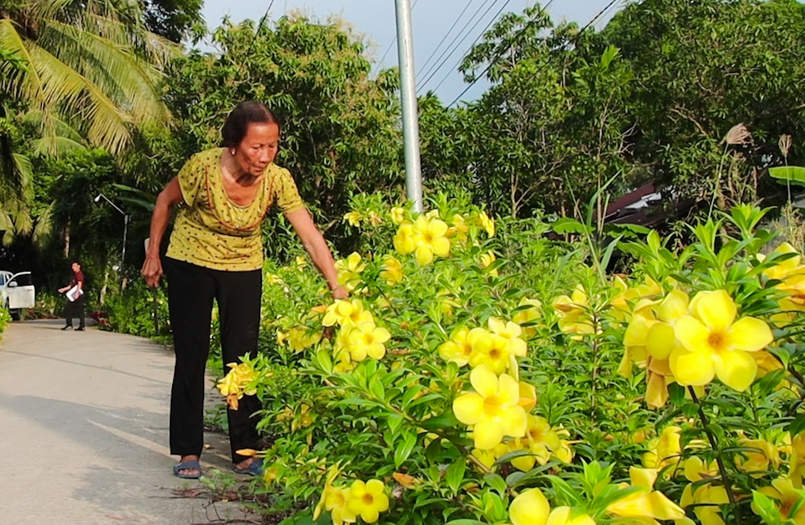Cụ bà U70 miệt mài trồng hoa, xây dựng tuyến đường nông thôn mới