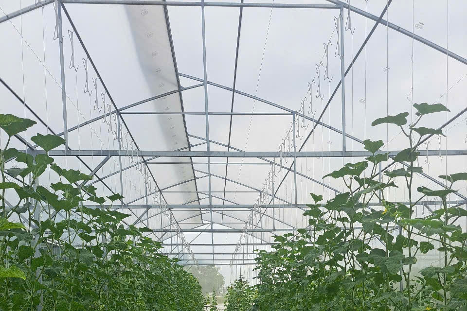 Hòa Xá bứt phá với nông nghiệp công nghệ cao, giữ vững bản sắc văn hóa làng quê