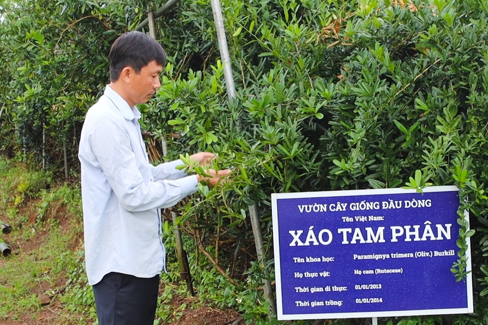 Mô hình trồng cây xáo tam phân giúp nông dân làm giàu, nâng tầm OCOP Đồng Nai