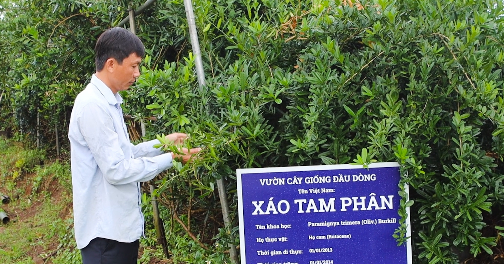 Mô hình trồng cây xáo tam phân giúp nông dân làm giàu, nâng tầm OCOP Đồng Nai