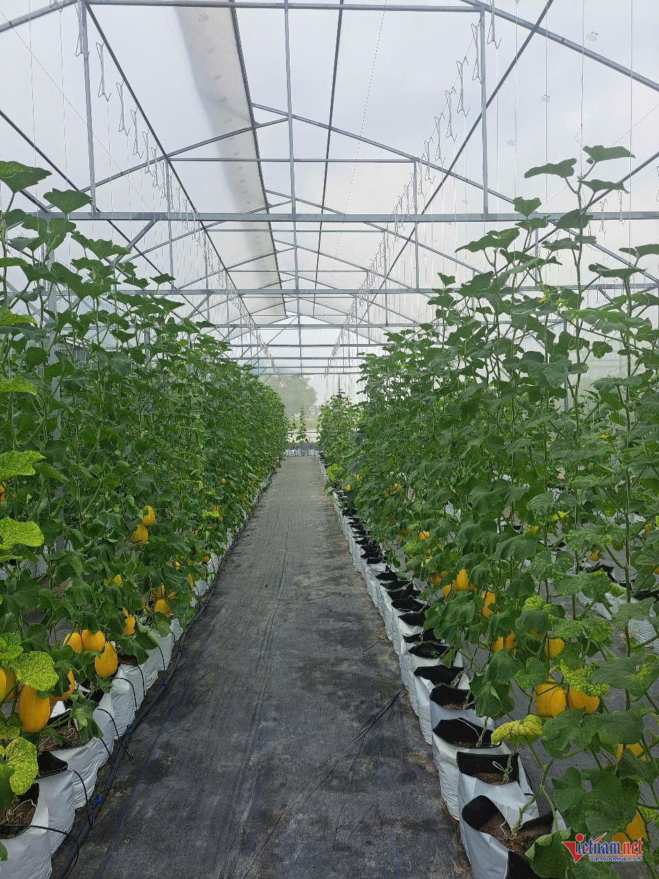 W-anh bai hoa xa.jpg