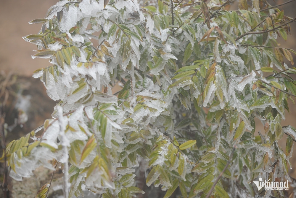 W-bang gia hoang anh hha 2.jpg