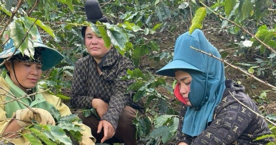 Bản tin chiều 21/11: 3 phụ nữ bị khởi tố vì hái trộm 6 bao tải cà phê