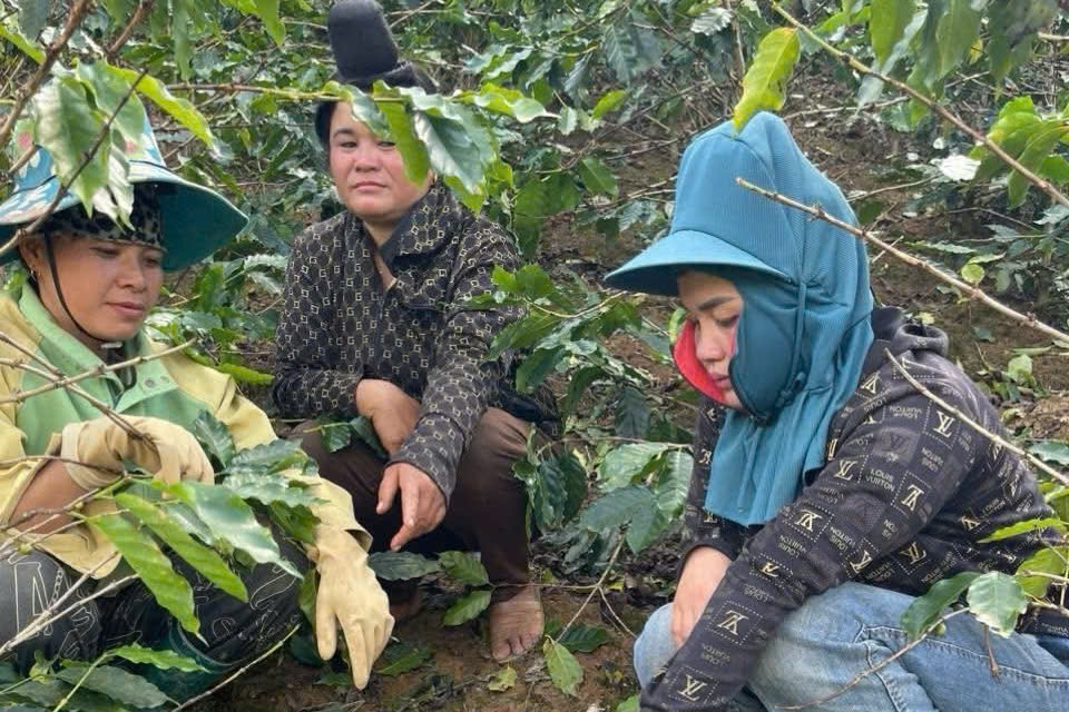 3 phụ nữ bị khởi tố vì hái trộm 6 bao tải cà phê