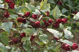 Người phụ nữ ở Hà Nội hôn mê vì tin thuốc nam chữa khỏi tiểu đường Loại hoa bán đầy chợ đỏ sẫm như rượu vang hỗ trợ người tiểu đường, mỡ máu