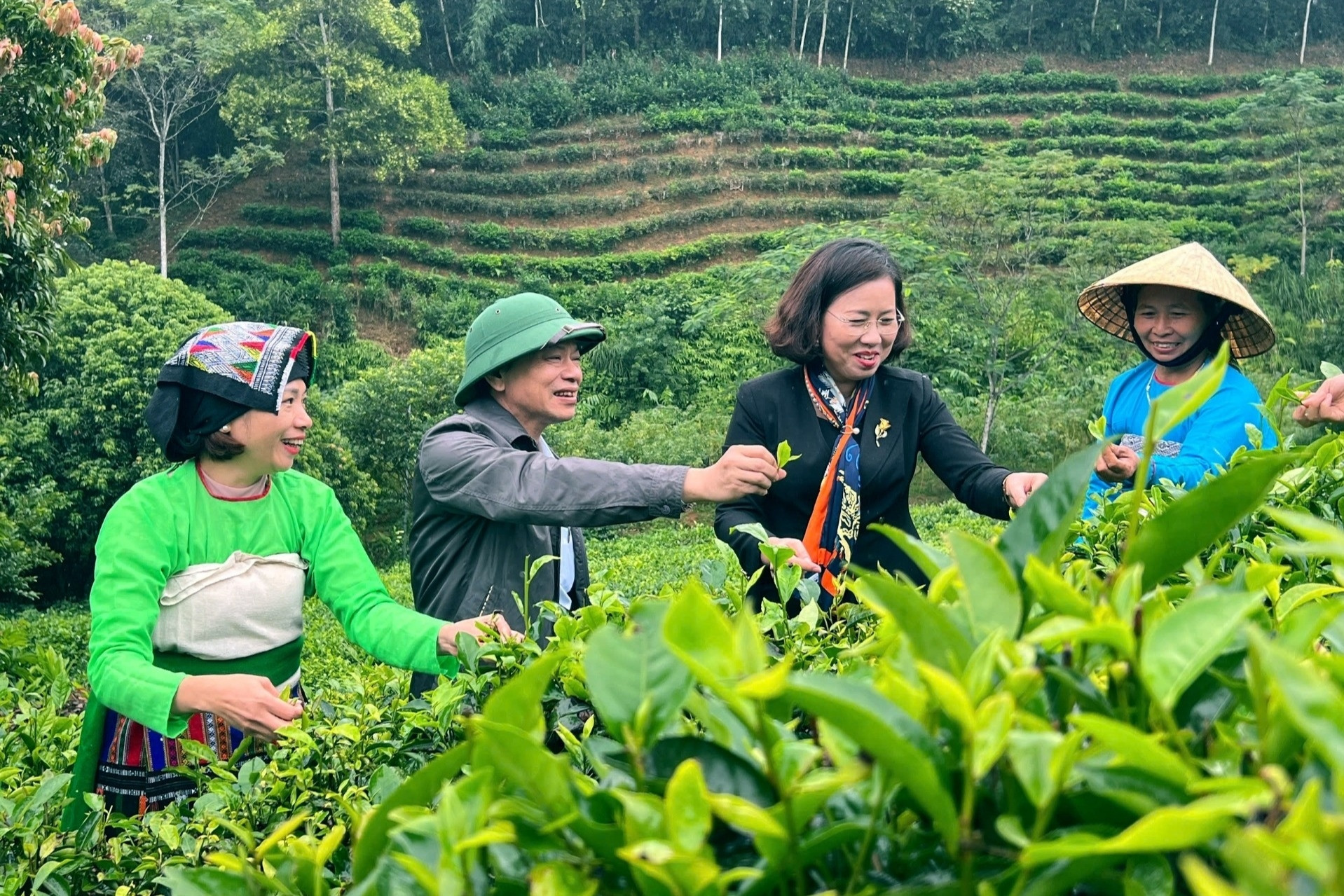 Từ đồi cằn đến ‘thủ phủ chè’ xứ Thanh, người dân thu hàng trăm triệu mỗi năm