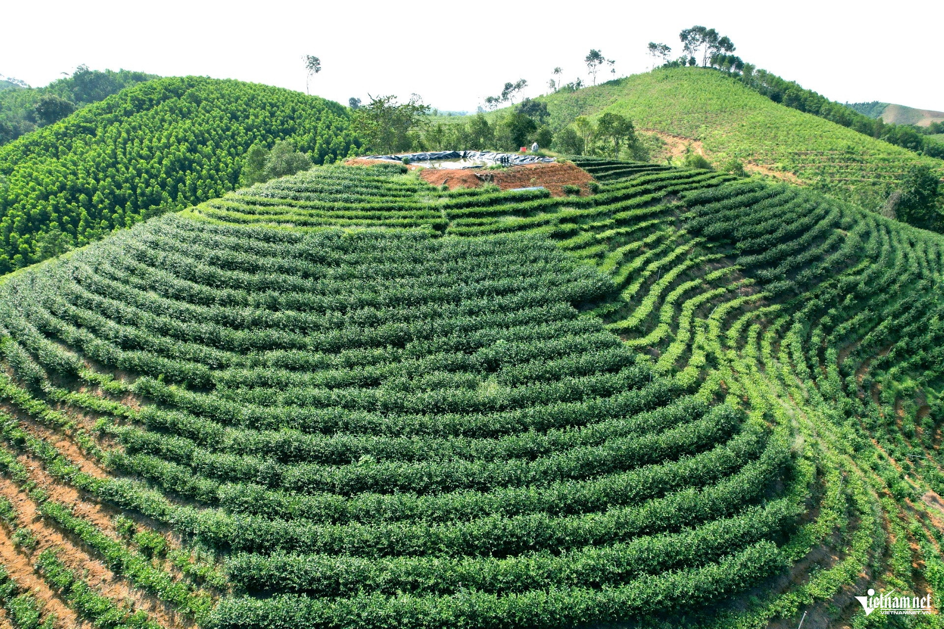 W-a1Từ đồi cằn cỗi thành vườn.jpg