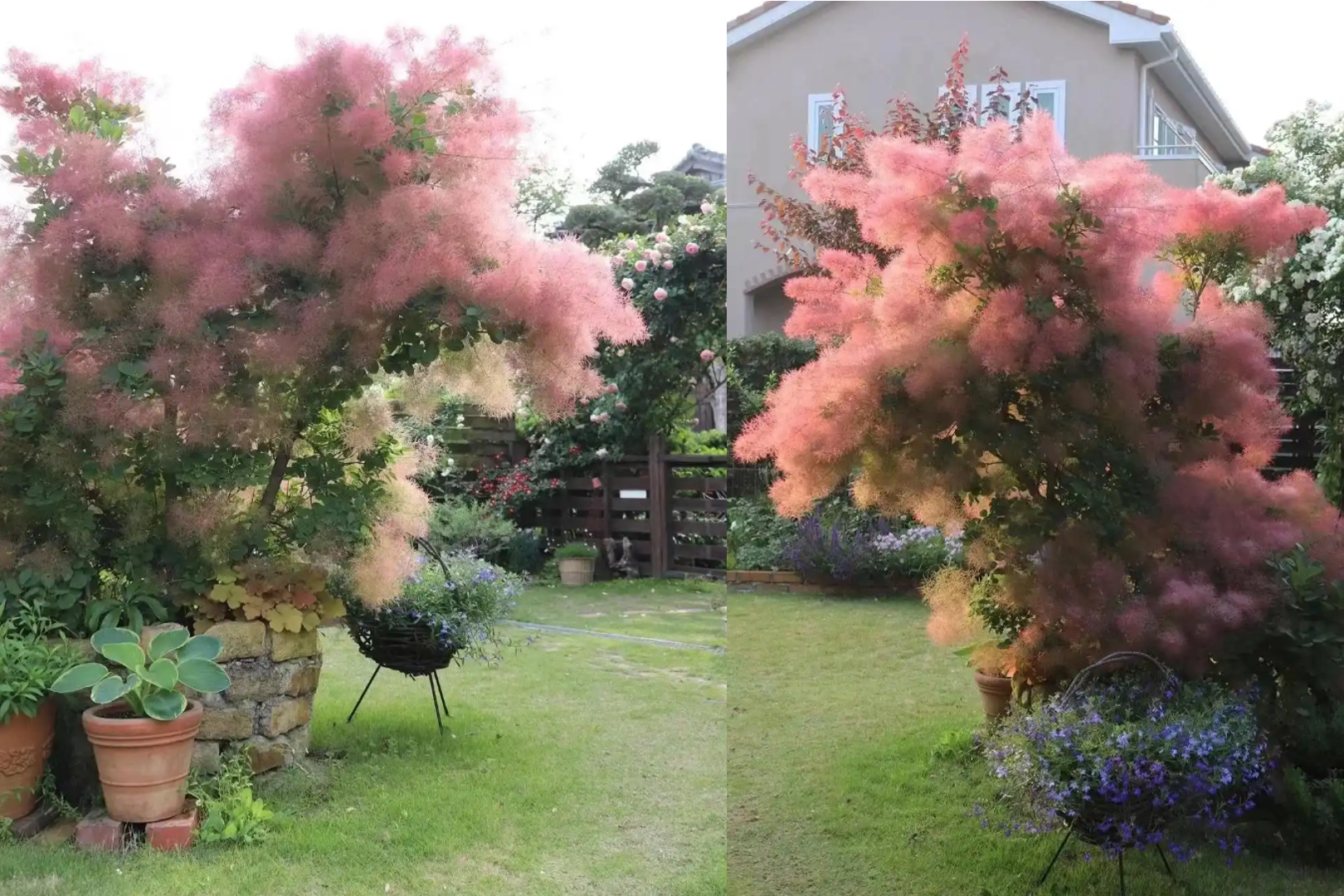 5 loại cây giúp sân nhà đẹp, cân bằng phong thủy, đem lại cảm giác thịnh vượng