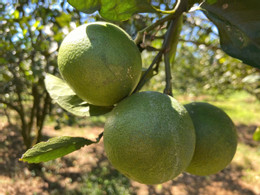 ảnh ông Mai 2.jpg