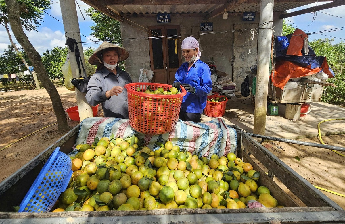 ảnh ông Mai 3.jpg