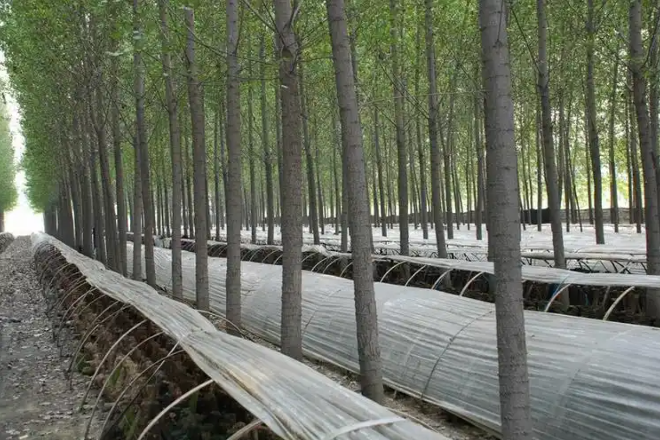 ‘Cây tiền’ mọc từ rừng: Cách ngôi làng nghèo kiếm hơn 1,9 tỷ đồng/năm