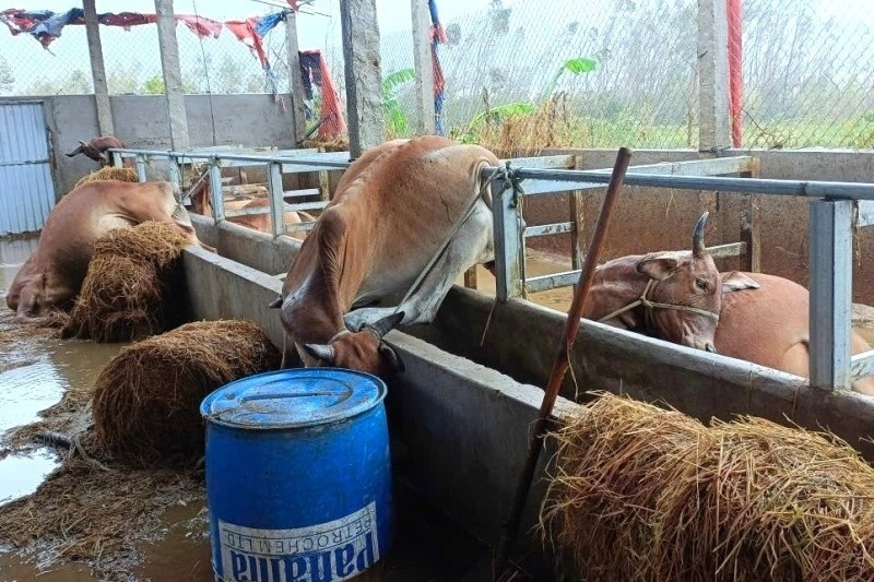 Nhiều hộ dân ở Gia Lai lâm cảnh khốn đốn, nợ nần sau lũ dữ