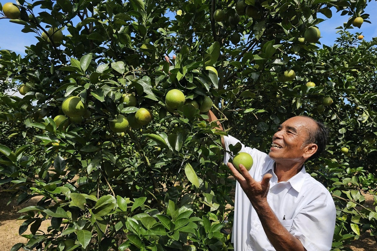 Từng trắng tay vì 'vàng trắng', lão nông thu hơn 2 tỷ mỗi năm từ trồng cam