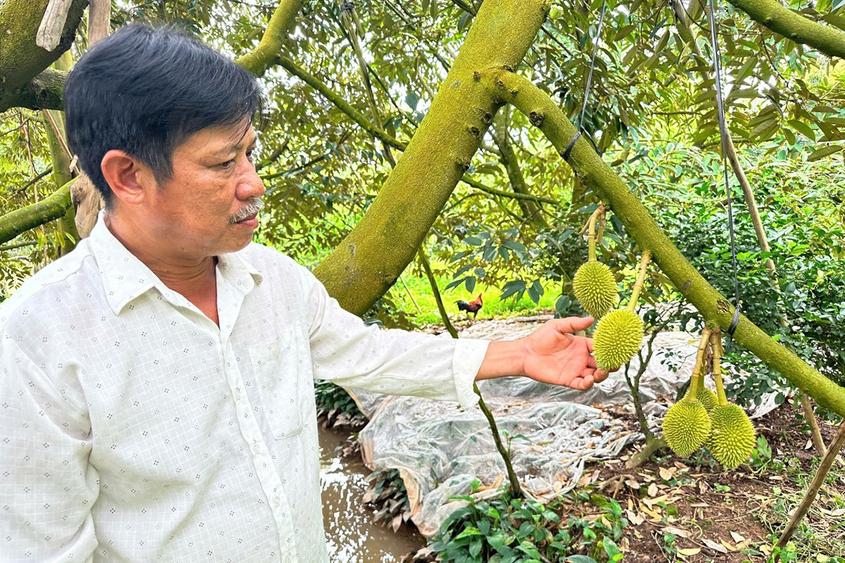 Đam mê ‘cây tỷ đô’, anh nông dân ở xứ cù lao thu hàng tỷ đồng mỗi năm