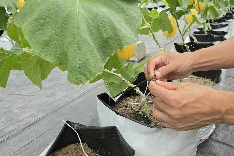 Cần Thơ: Sản xuất nông nghiệp thông minh song hành với xây dựng nông thôn mới