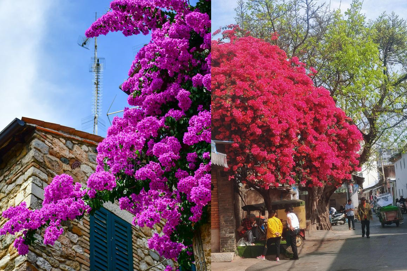 Trồng hoa giấy đúng cách để tạo cảm giác thoáng đãng và năng lượng mới