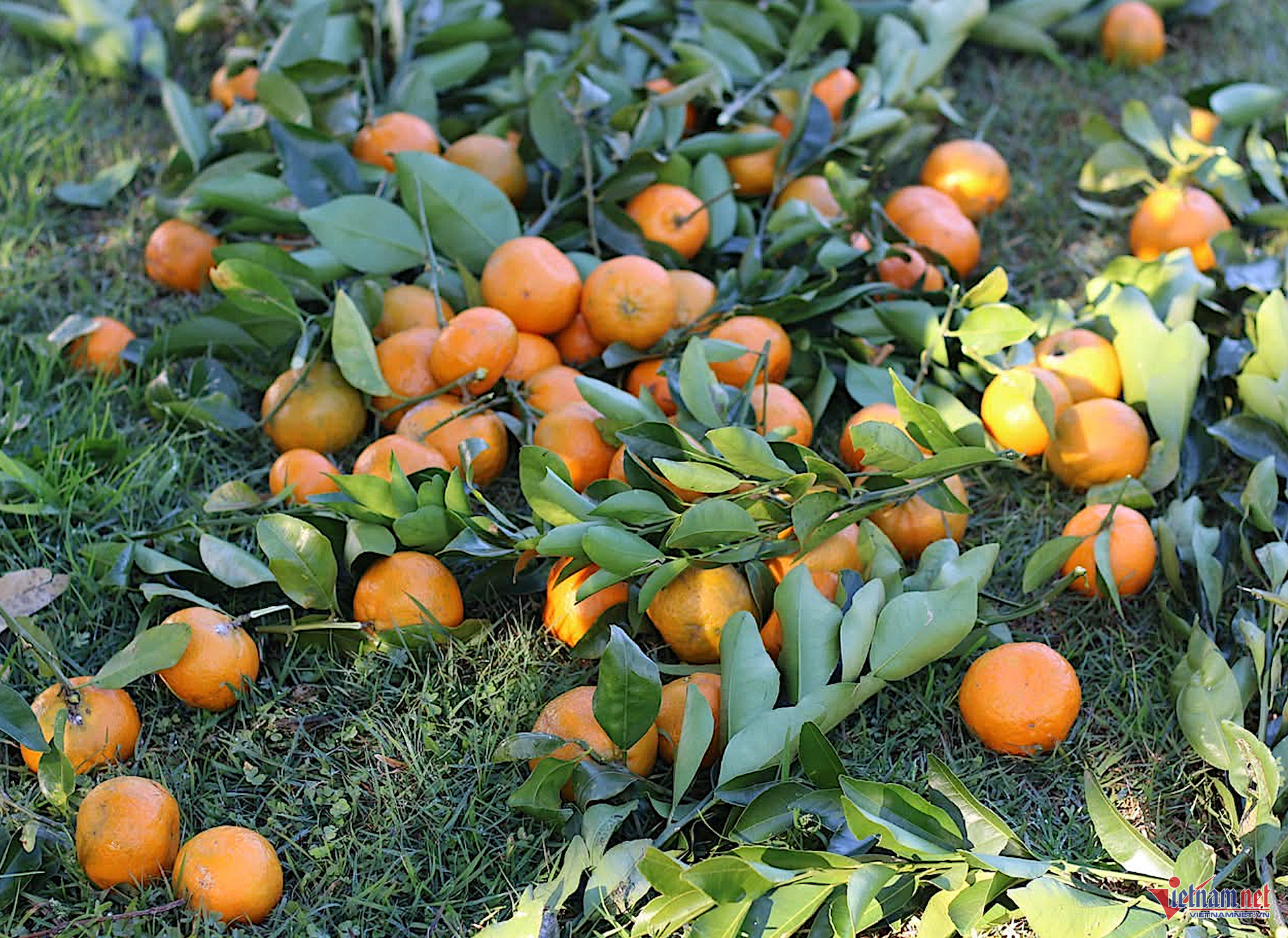 Box https://static-images.vnncdn.net/vps_images_publish/000001/000003/2025/11/24/w-anh-so-1-1258.png