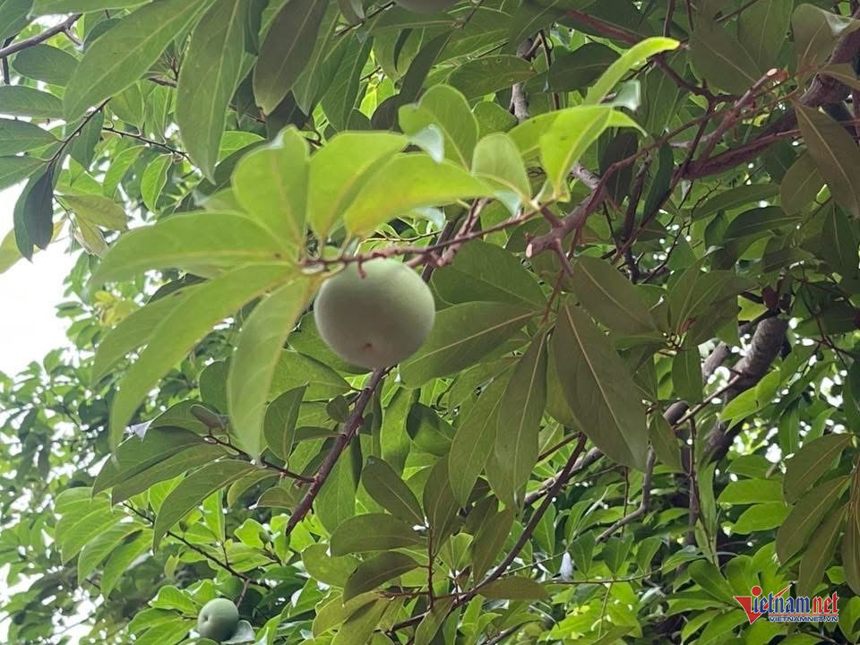 Box https://static-images.vnncdn.net/vps_images_publish/000001/000003/2025/11/24/w-anh-so-1jpg-1364.jpg