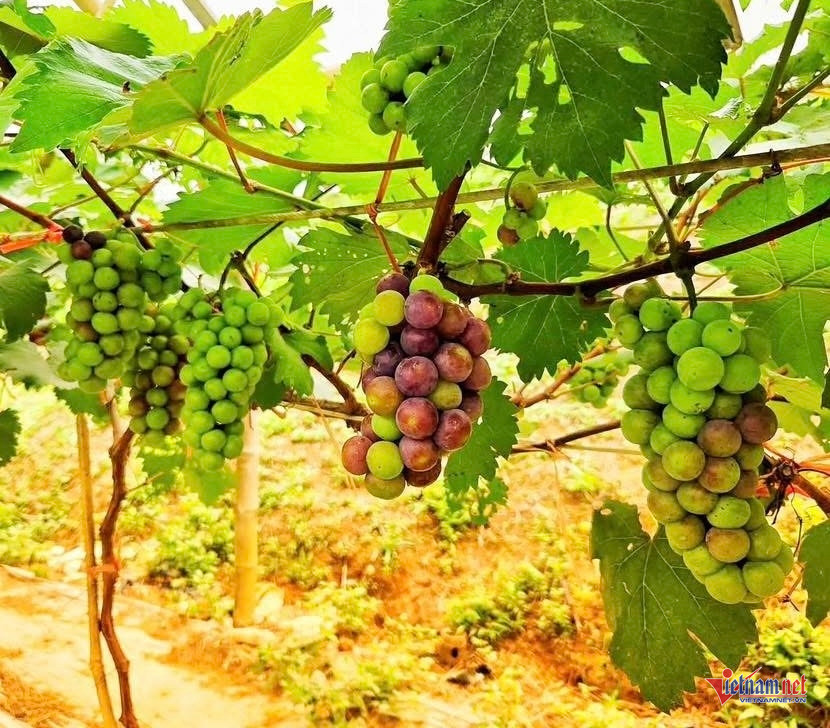 Box https://static-images.vnncdn.net/vps_images_publish/000001/000003/2025/11/24/w-anh-so-2jpg-1363.jpg