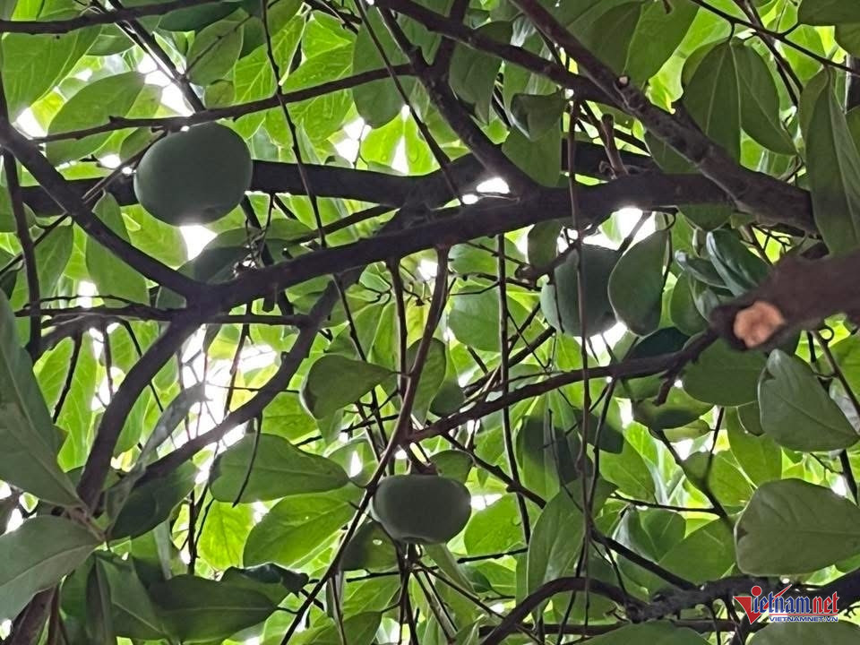 Box https://static-images.vnncdn.net/vps_images_publish/000001/000003/2025/11/24/w-anh-so-4jpg-1361.jpg