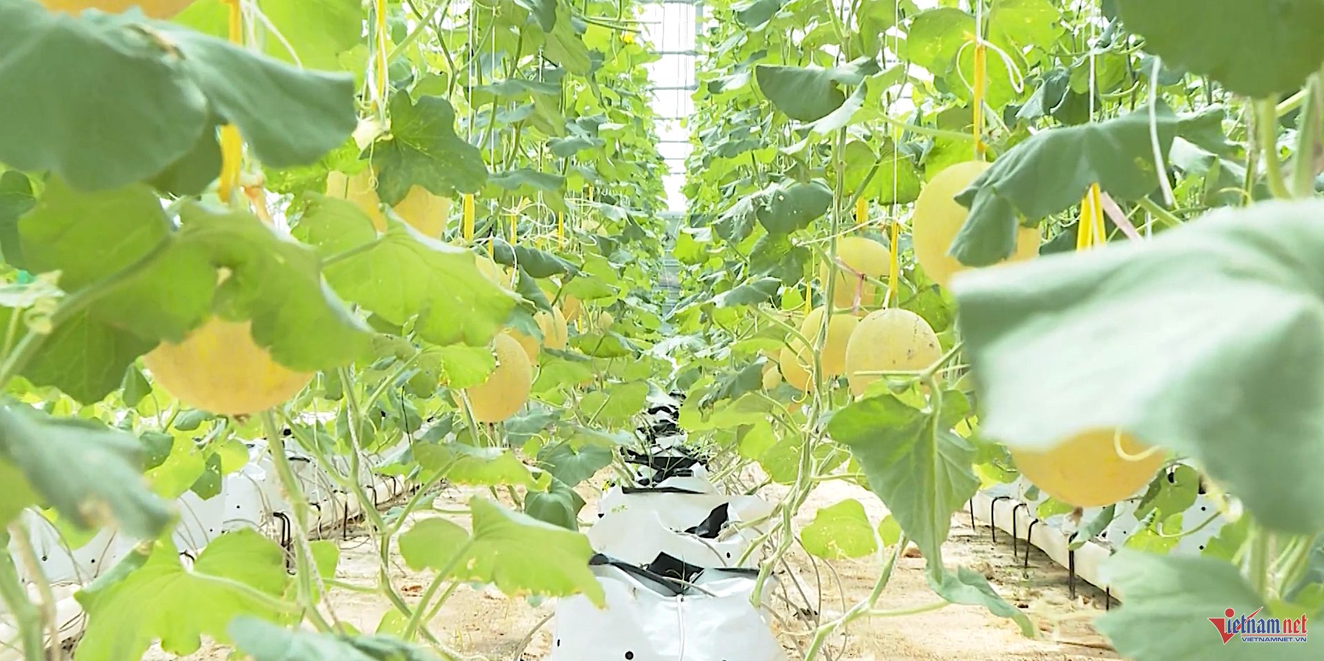 Box https://static-images.vnncdn.net/vps_images_publish/000001/000003/2025/11/24/w-anh-so-5-1246.png