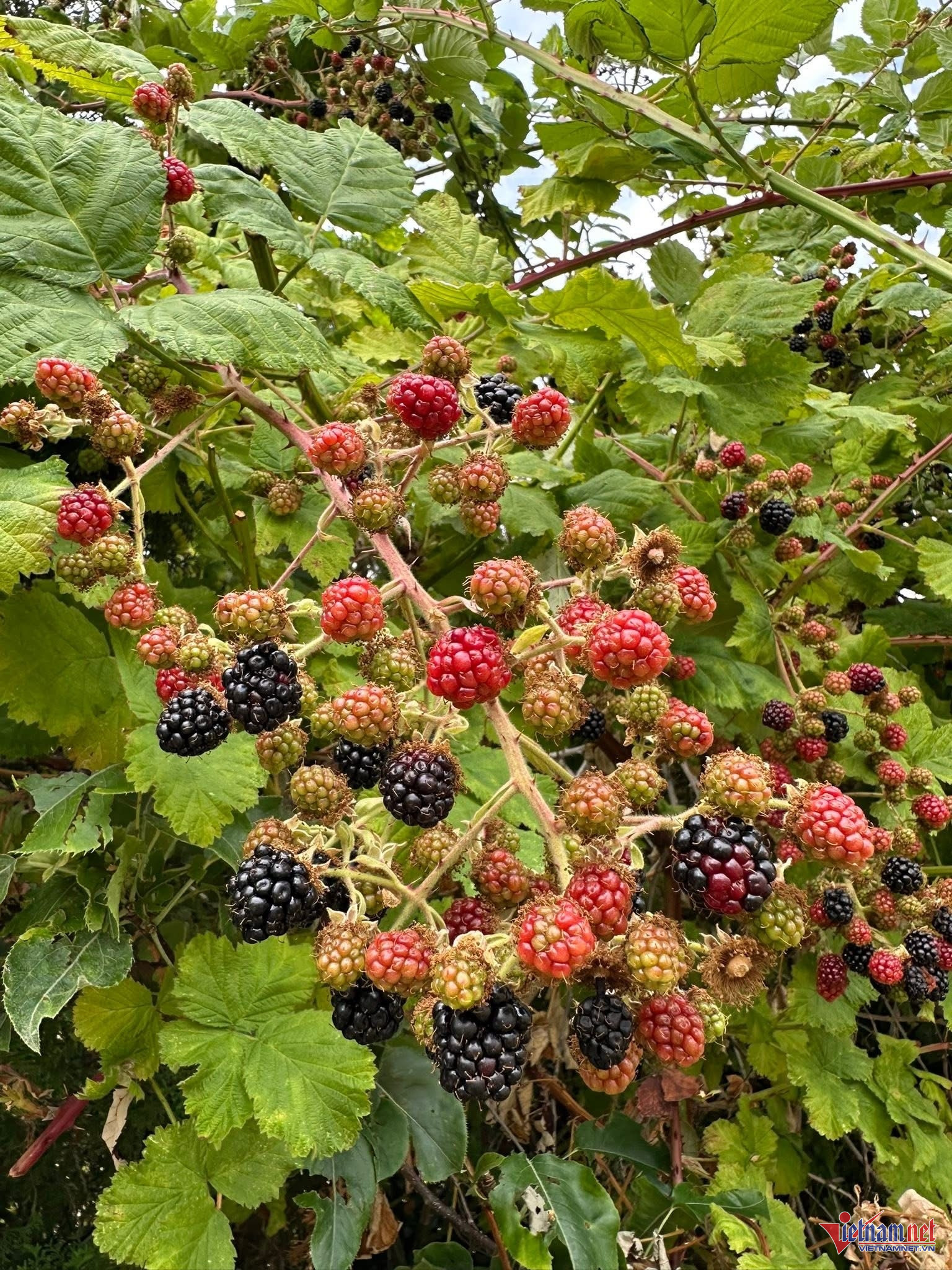 Box https://static-images.vnncdn.net/vps_images_publish/000001/000003/2025/11/24/w-anh-so-5jpg-1371.jpg