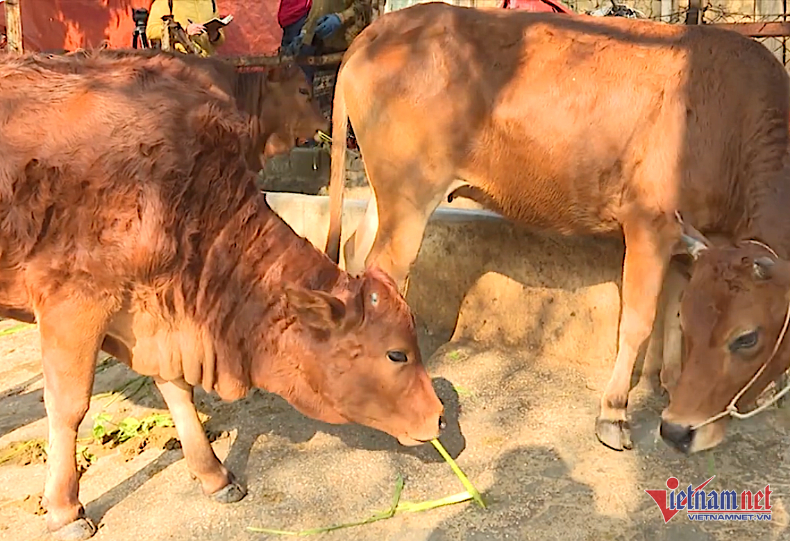 Box https://static-images.vnncdn.net/vps_images_publish/000001/000003/2025/11/24/w-anh-so-6-1259.png