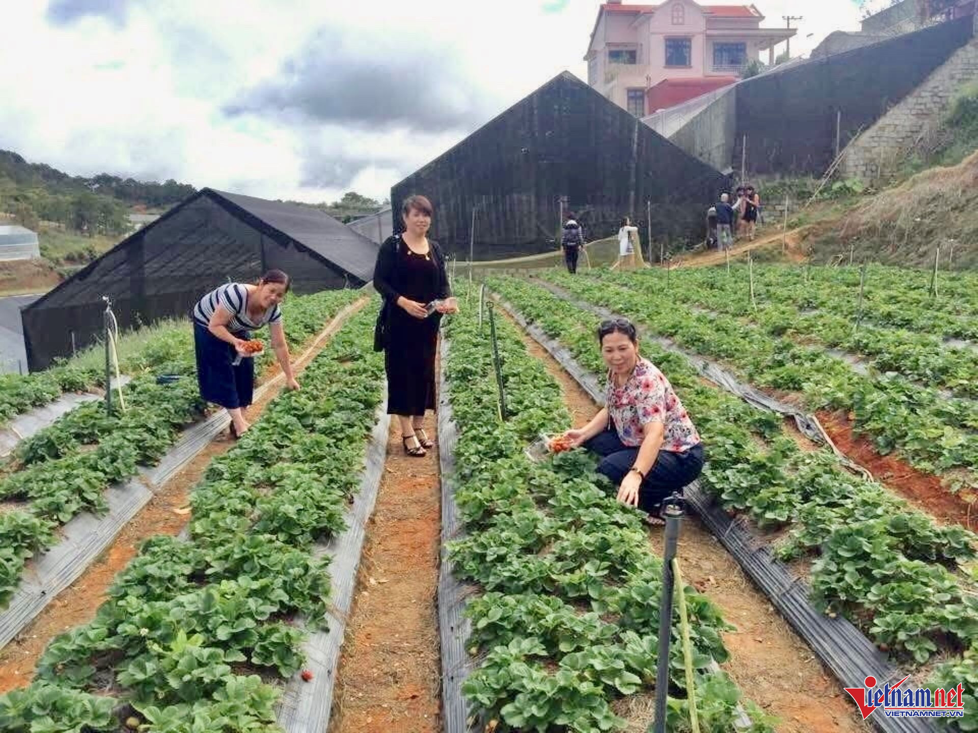 W-Lâm Đồng phát triển du lịch nông thôn dựa trên lợi thế nông nghiệp.jpg